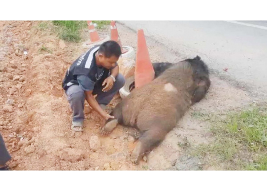 2018–07-06 过马路被车撞黑熊当场丧命